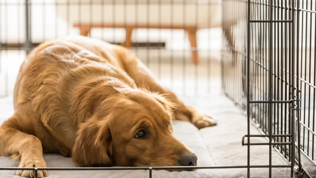 when to get rid of dog crate
