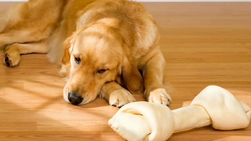 dog bored of toy