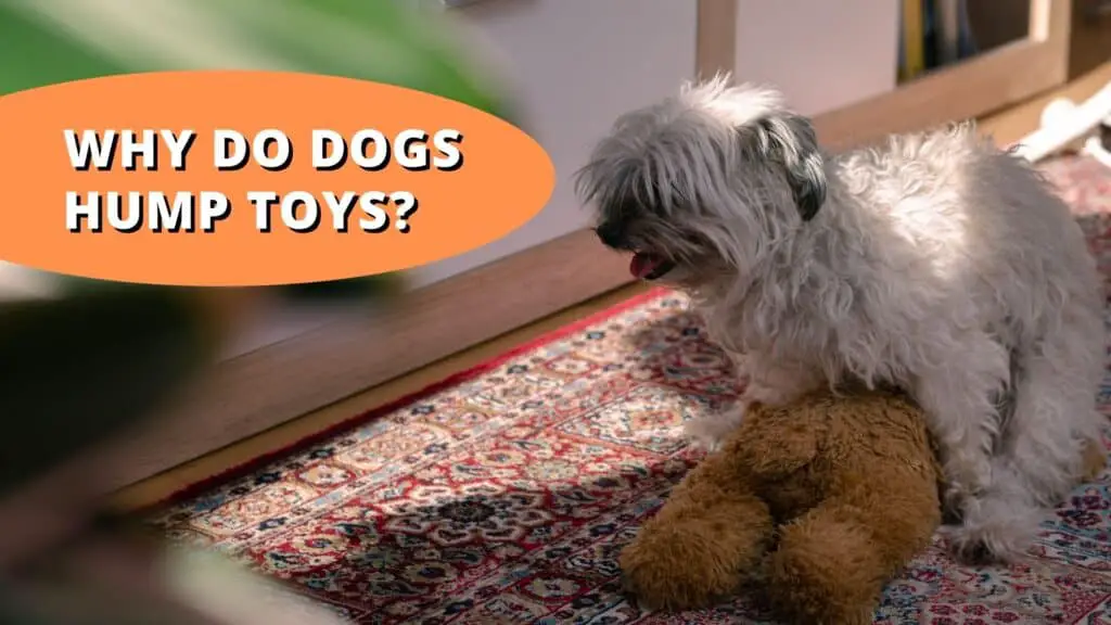 Why do dogs hump toys?