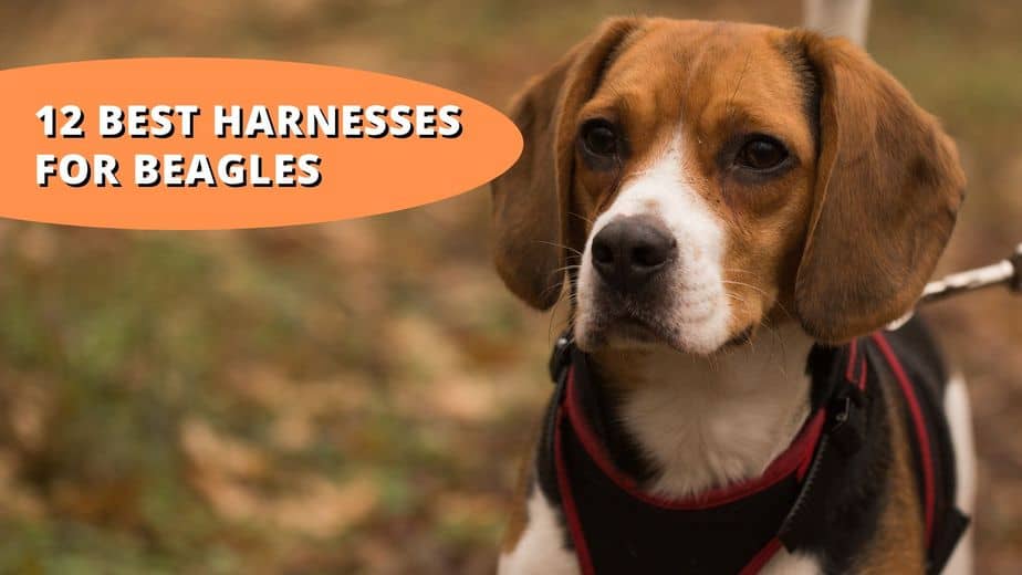 best harness for beagle