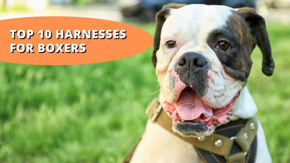 best harness for boxer