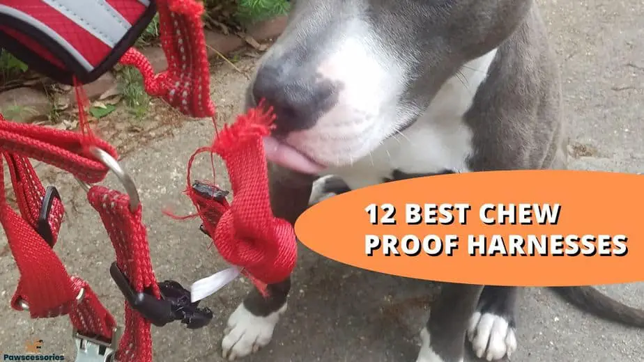 chew proof dog harness