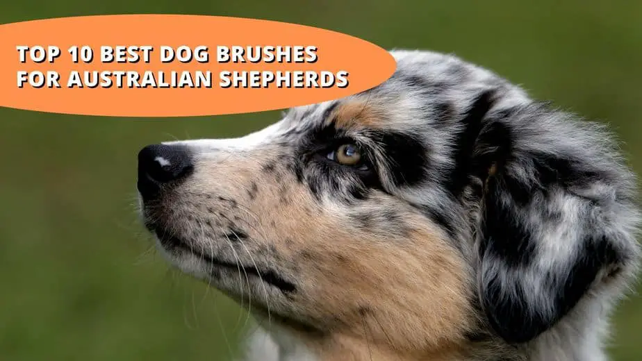 best brush for australian shepherd