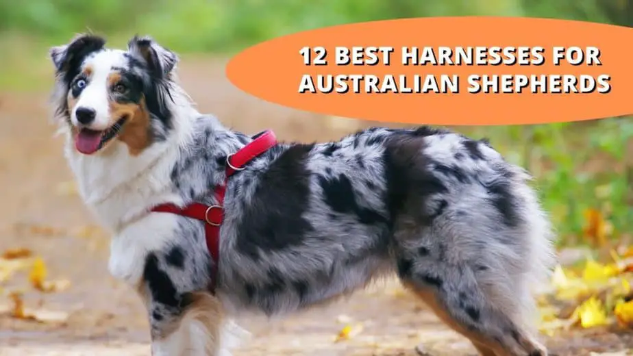best harness for australian shepherd