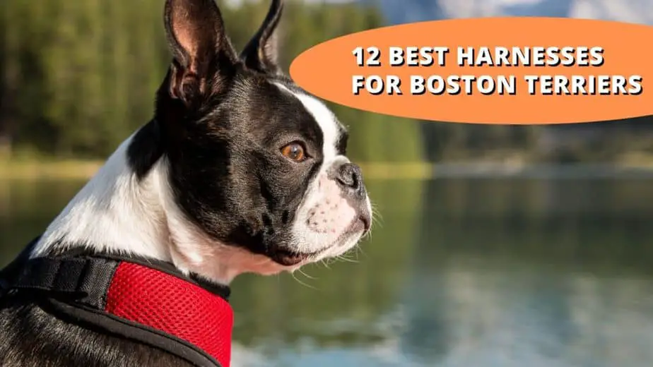 best harness for boston terrier