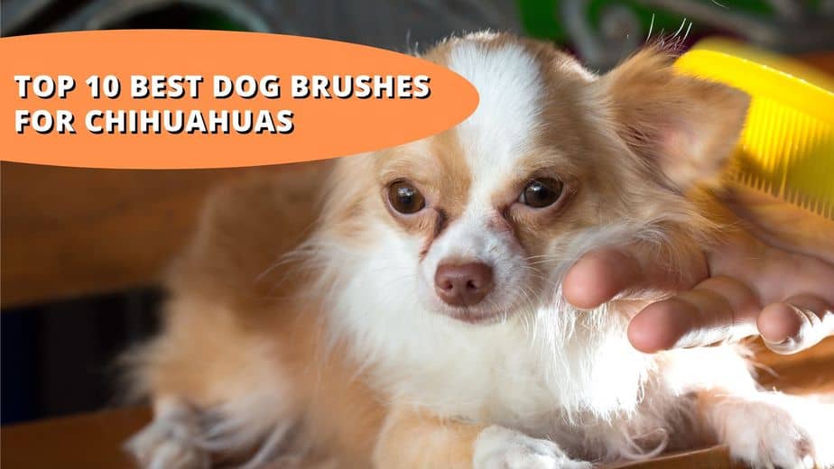 best brush for chihuahua
