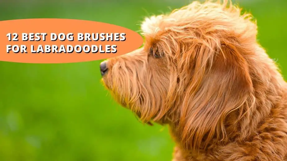 best dog brush for labradoodle