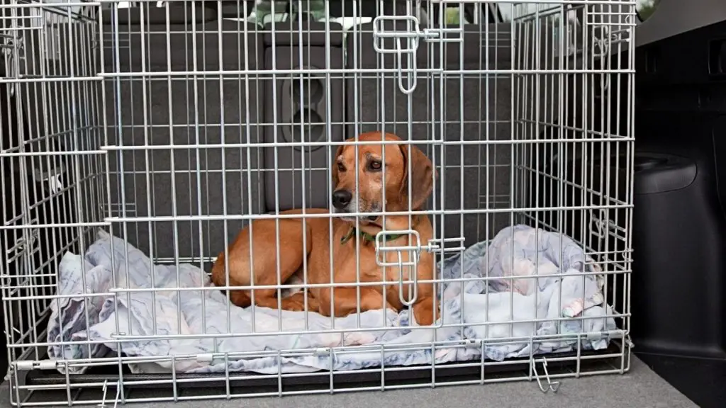 How To Crate Train An Older Dog With Separation Anxiety