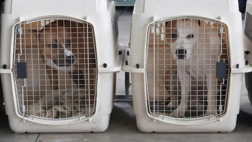 Older Dogs in Crate