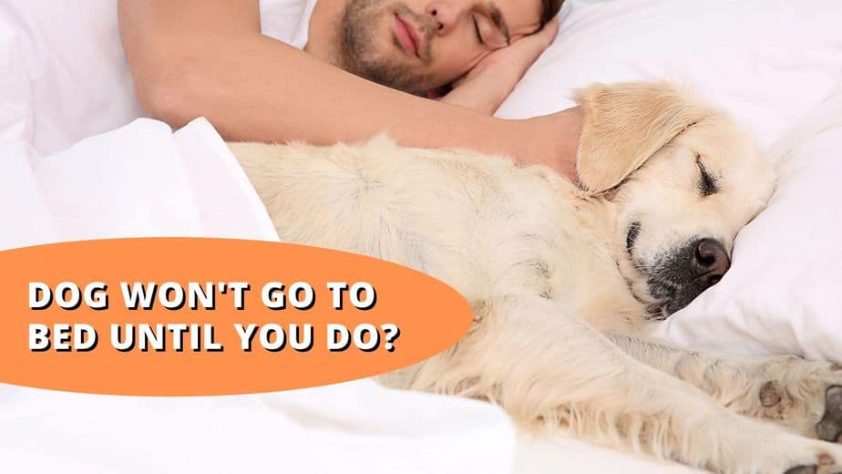 Dog Won't Go To Bed Until You Do? (Explained!)