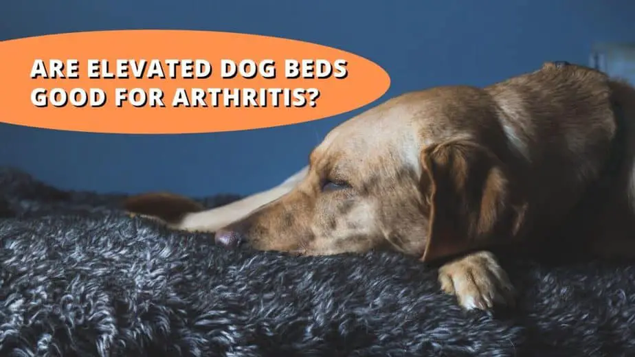 are elevated dog beds good for arthritis