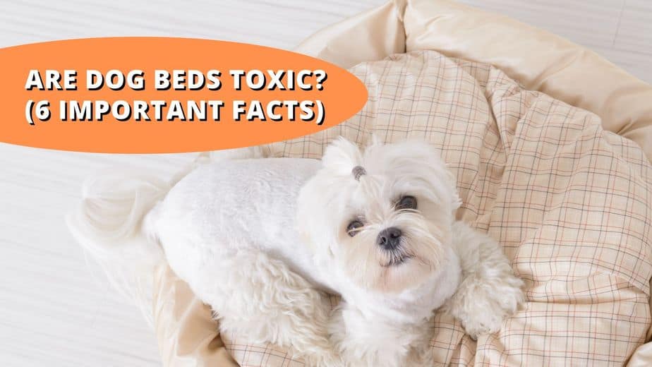 are dog beds toxic