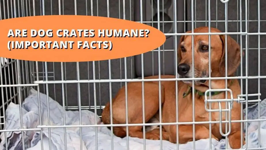 are dog crates humane