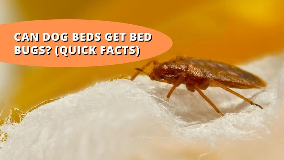 can dog beds get bed bugs