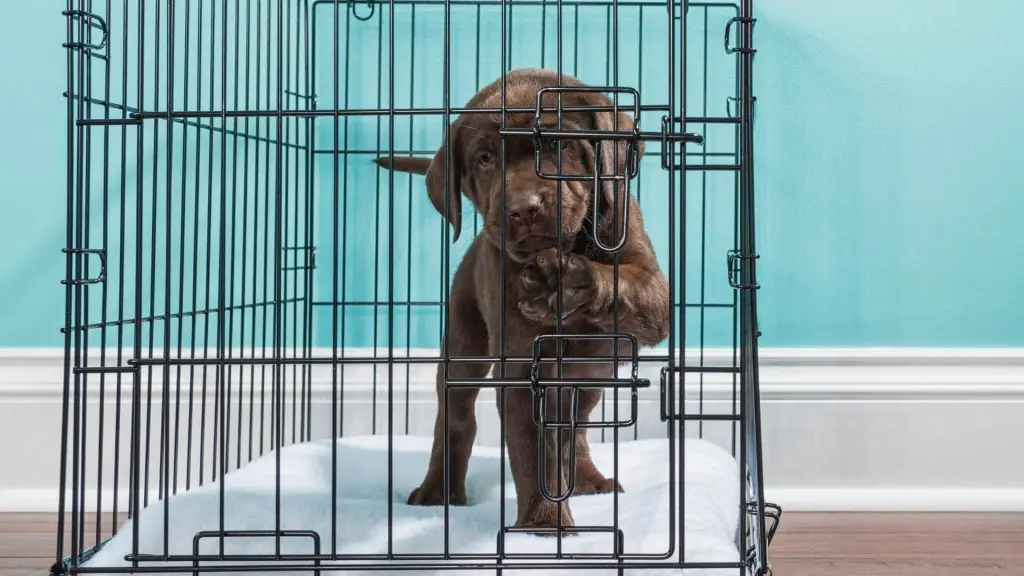 puppy in crate