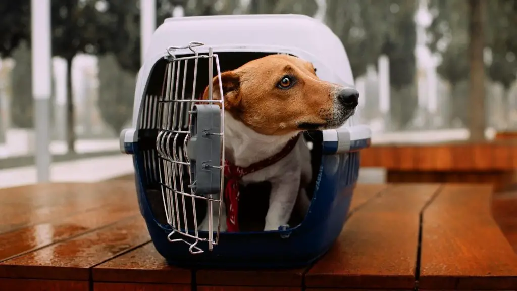 dog coming out of crate