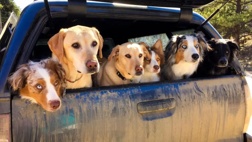 dogs in bed of truck