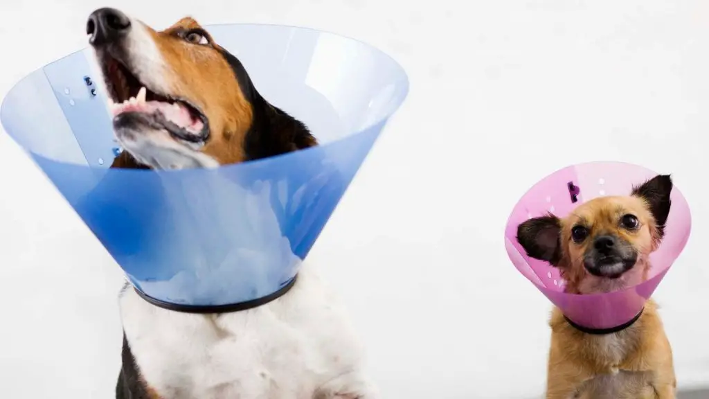 dogs with cone