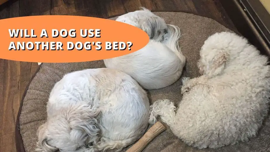 will a dog sleep on another dog's bed