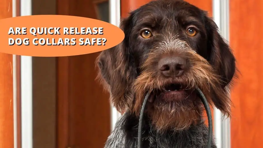 are quick release dog collars safe
