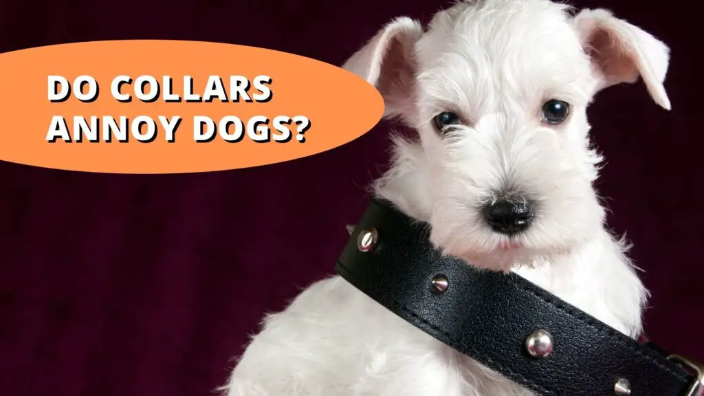 do collars annoy dogs