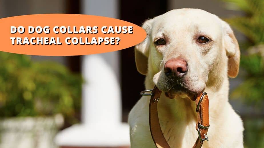 do dog collars cause tracheal collapse
