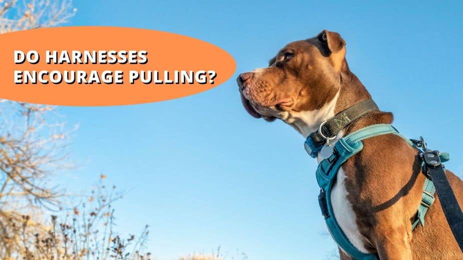 do dog harnesses encourage pulling