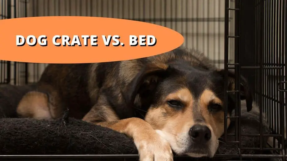 dog crate vs bed