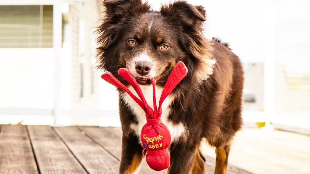 dog toy from dollar tree