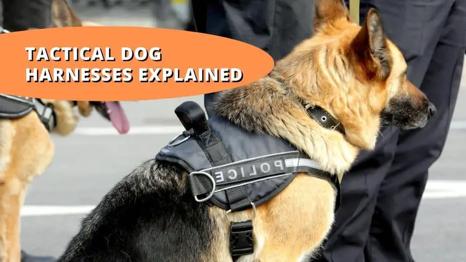 what are tactical dog harnesses for
