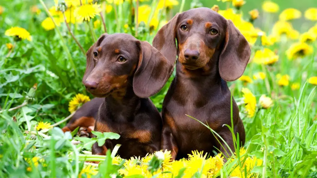 Can Dachshunds Be Left Alone