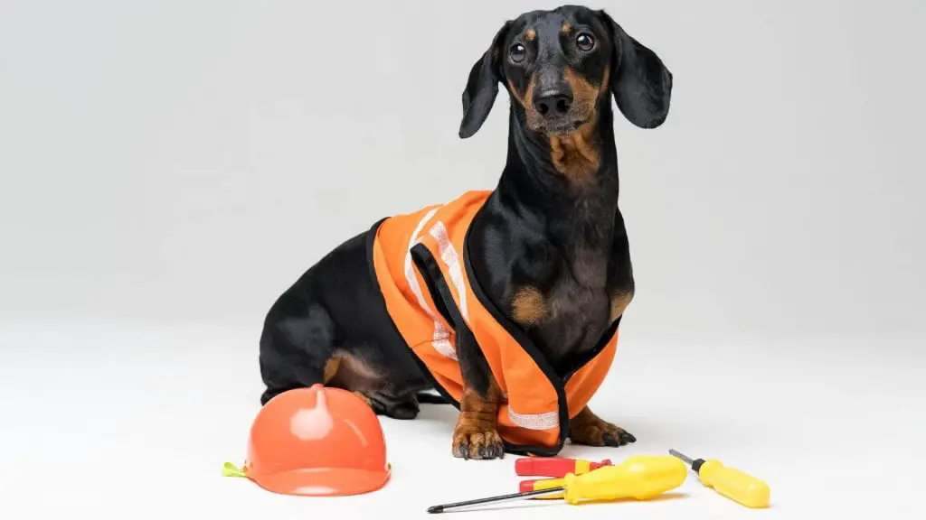 Can Dachshunds Be Service Dogs