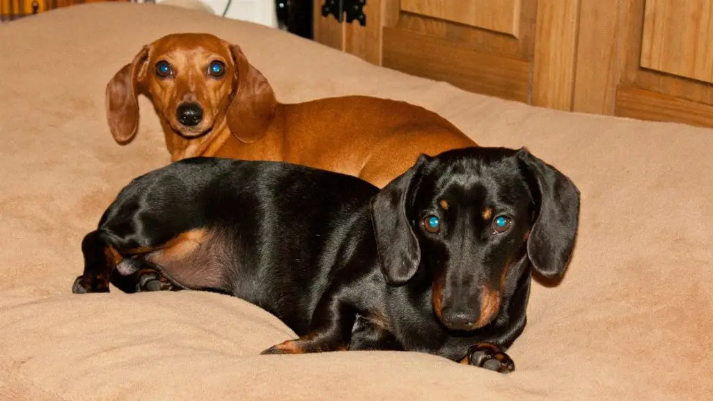 Can Dachshunds Live In Apartments