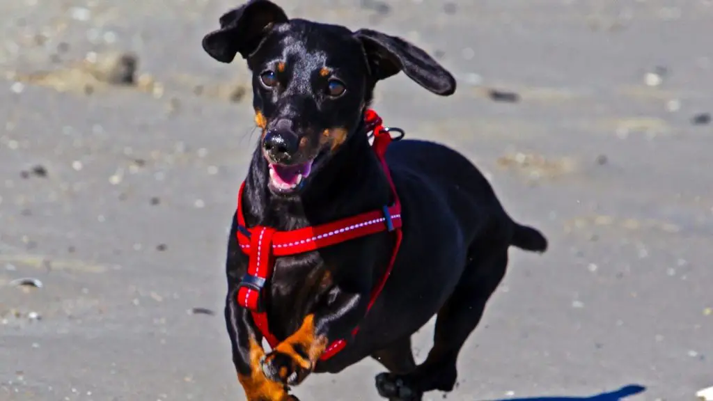Is Running Bad For Dachshunds