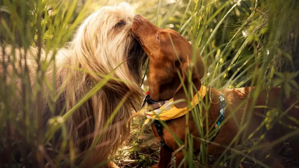 dachshund kissing another dog