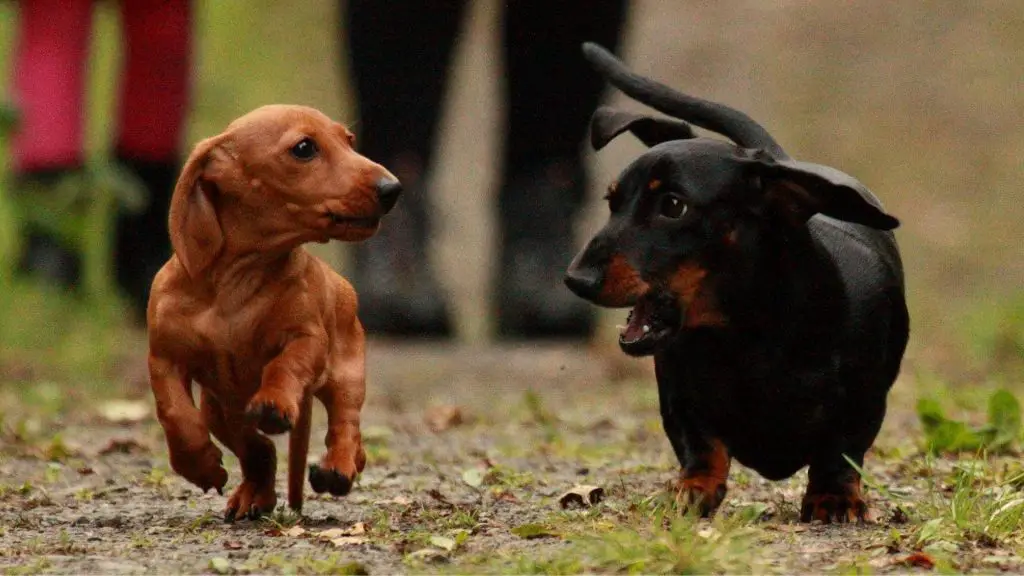 dachshunds socializing