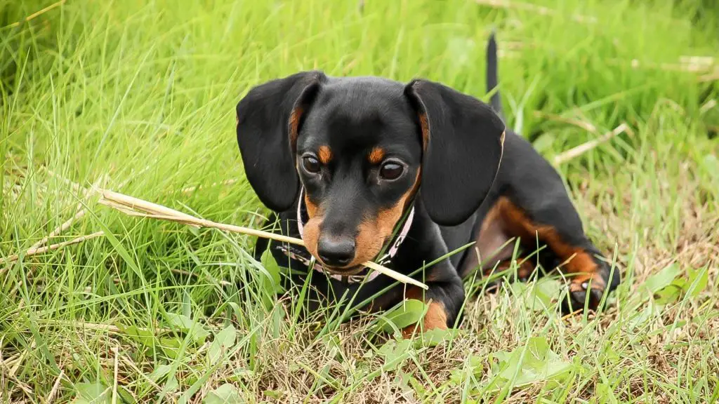 Why Dachshunds Eat Poop