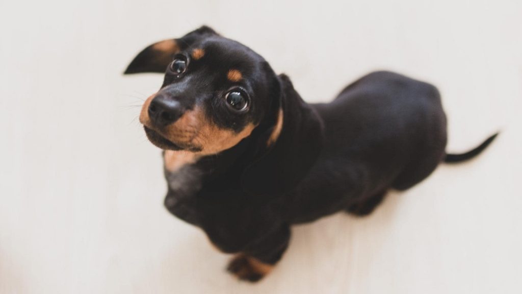 Why Dachshunds Eat Poop