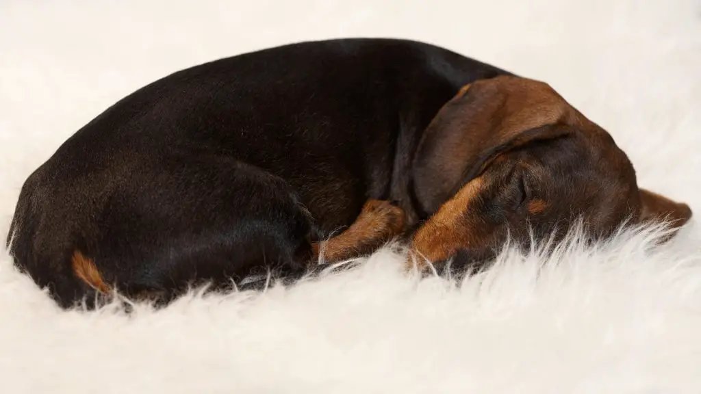 Why Do Dachshunds Sleep So Much