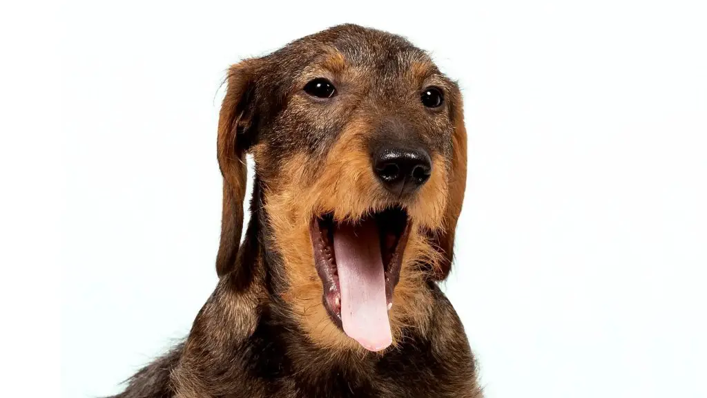 Why Do Dachshunds Yawn So Much