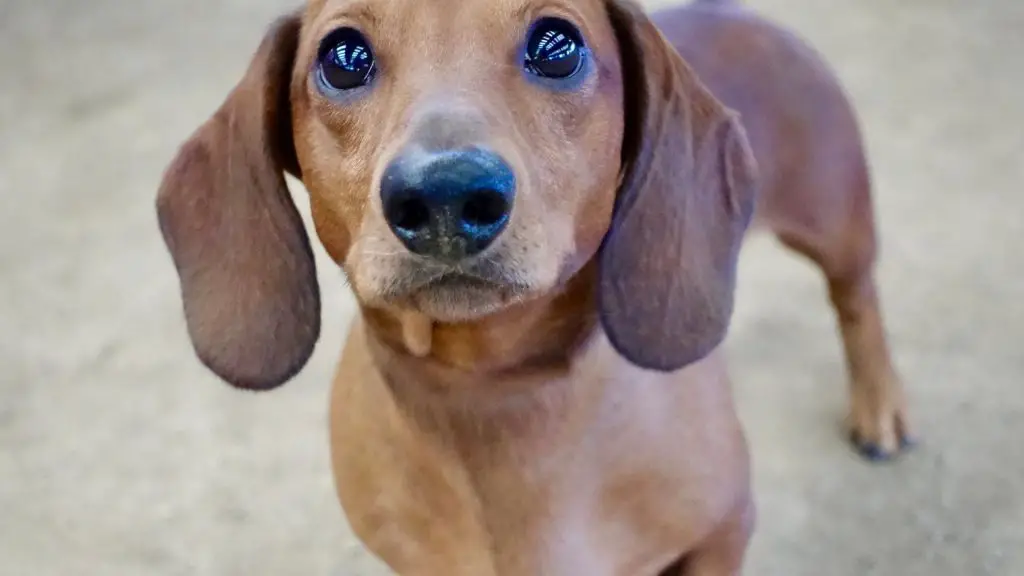 Why Do My Dachshunds Eyes Water