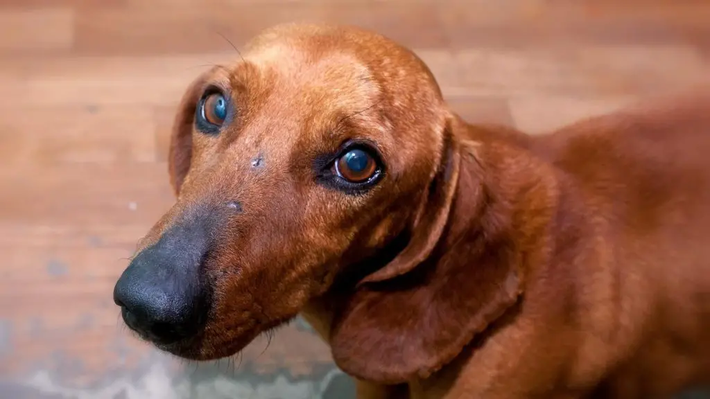 Why Do my Dachshunds eyes water