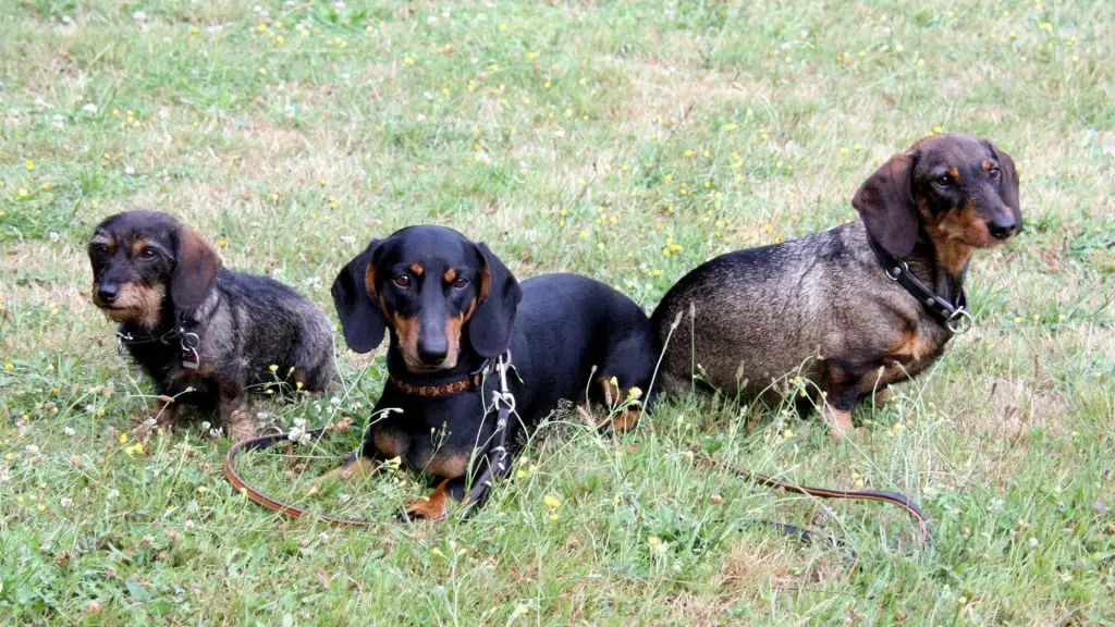 dachshunds in a pack