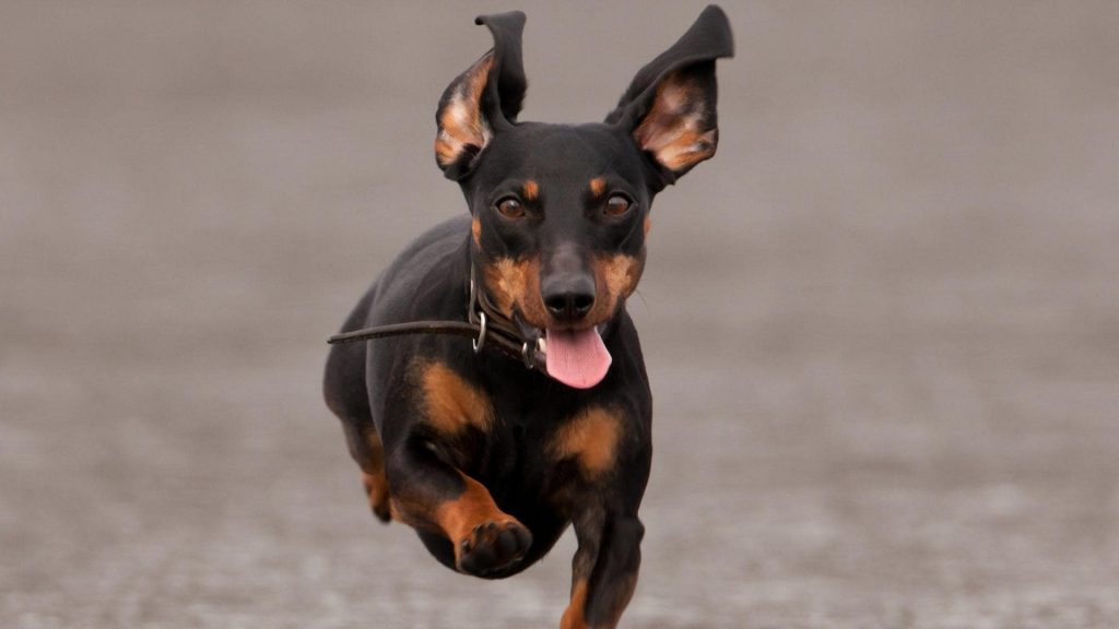 dachshund running