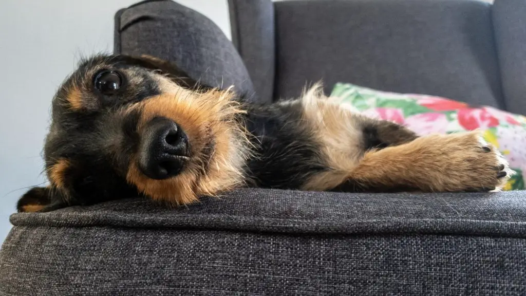 dachshund being lazy on couch