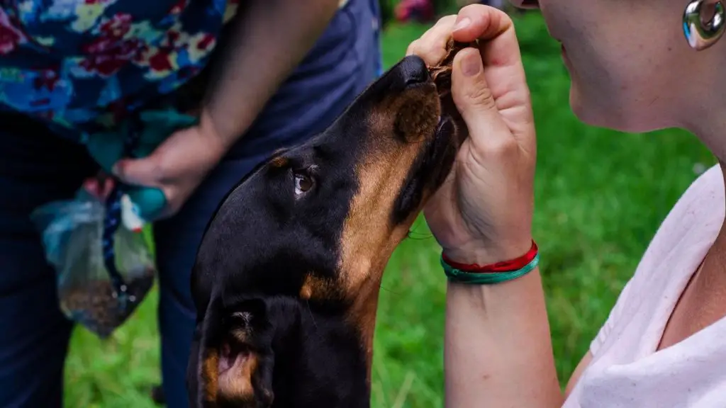 training a dachshund to be loyal 