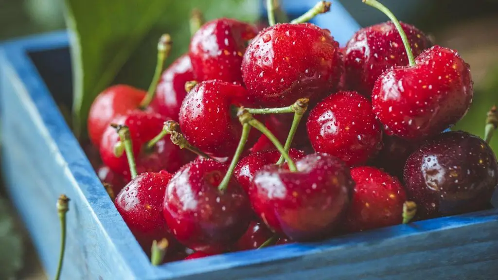 can dachshunds eat fruit cherries