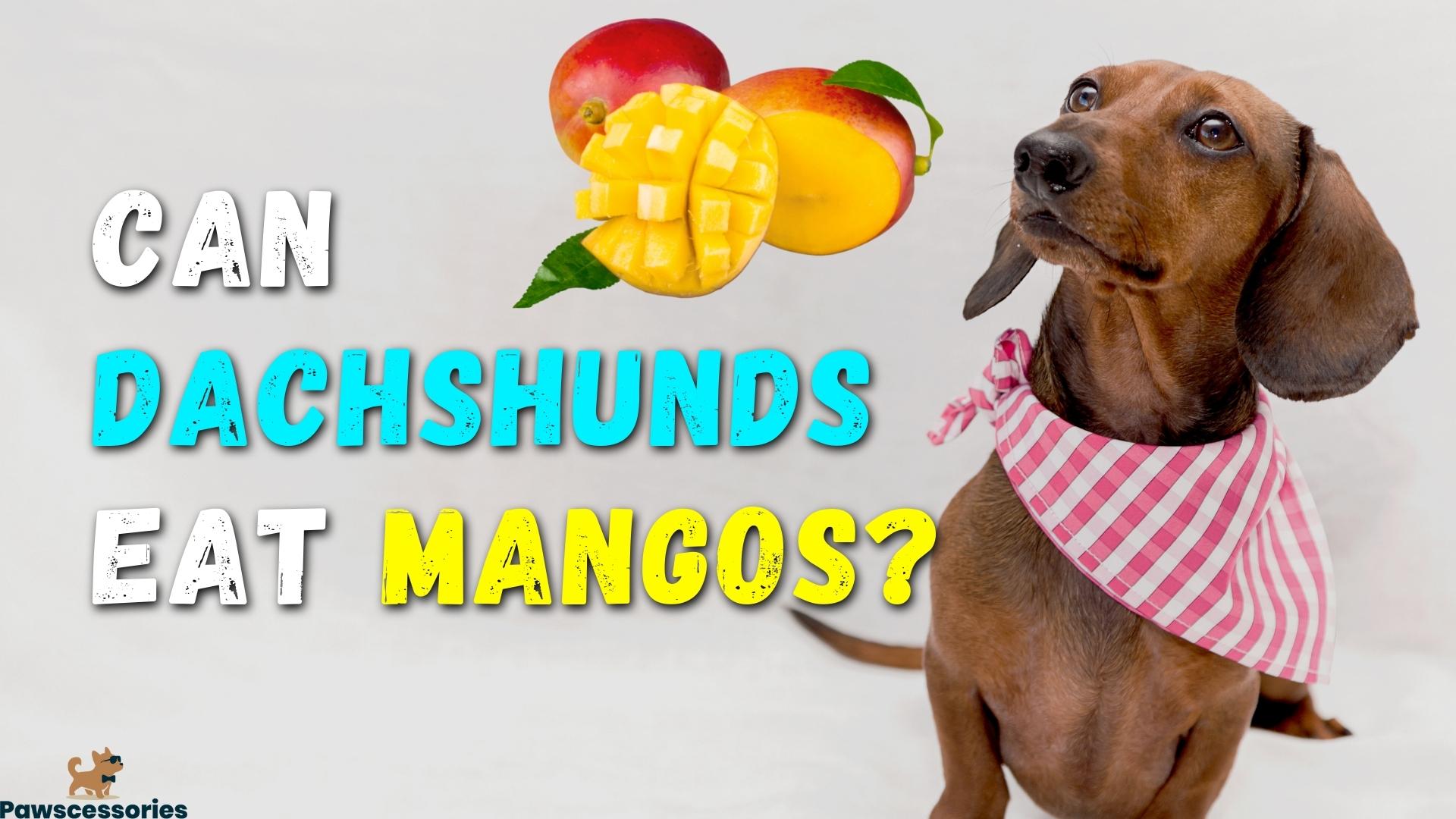 Can Dachshunds Eat Mangos? 8 Benefits + 3 Dangers