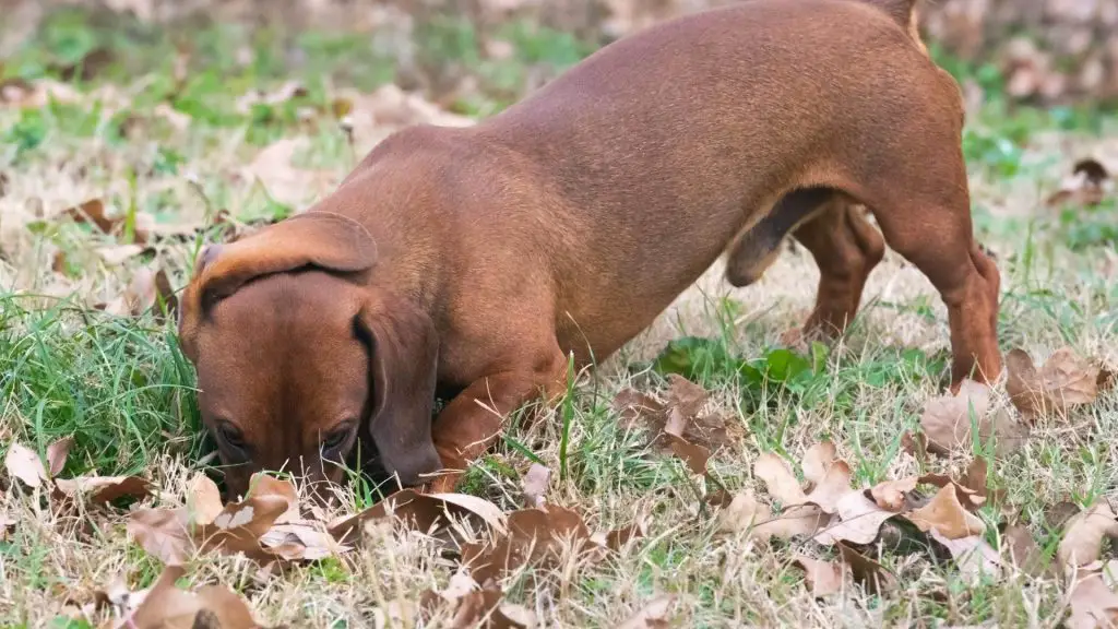dachshund digging outside