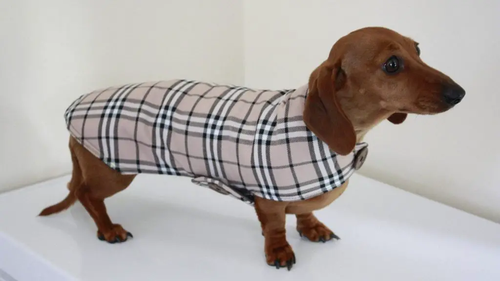 dachshund clothes